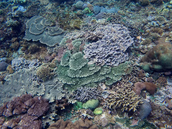 Coral Sea Bali Indonesië — Stockfoto