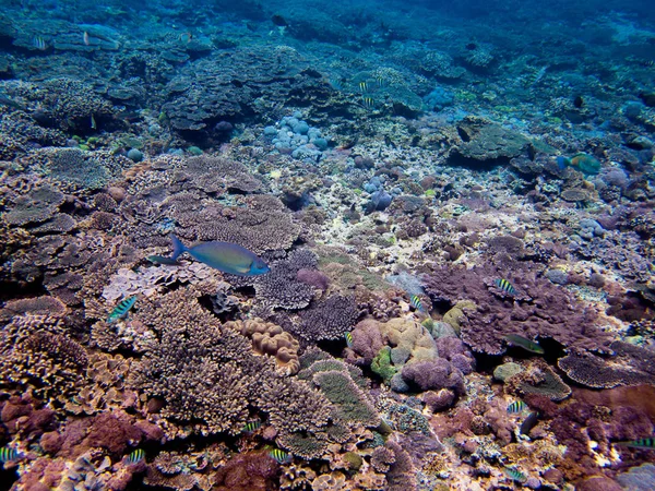 珊瑚海 巴厘岛 印度尼西亚 — 图库照片