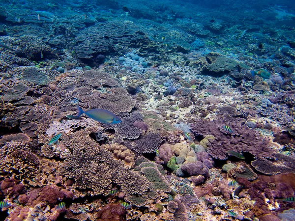 Korallenmeer Bali Indonesien — Stockfoto