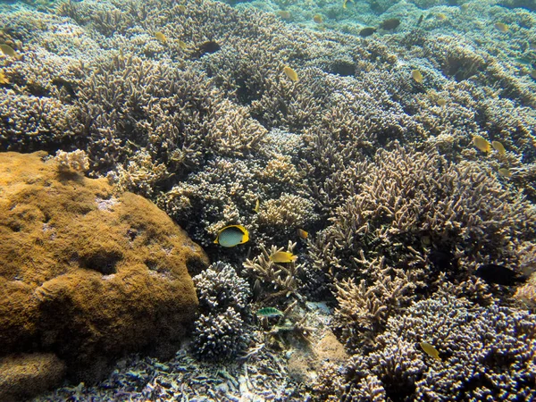 Coral Sea Bali Indonesië — Stockfoto