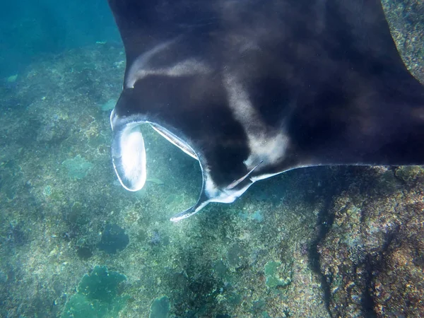 Manta Ray Korálové Moře Bali Indonésie — Stock fotografie