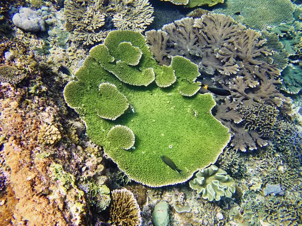 Coral Sea Bali Indonésie — Stock fotografie