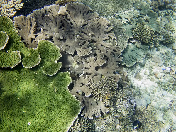 Coral Sea Bali Indonesien — Stockfoto