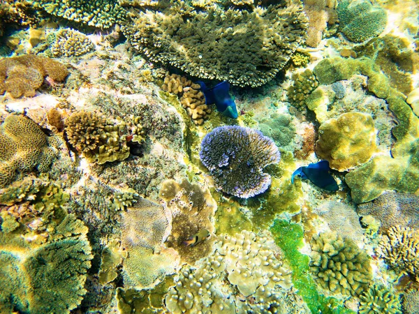 Coral Sea Bali Indonézia — Stock Fotó