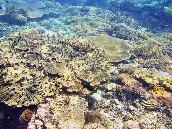 Mer Corail Bali Indonésie — Photo