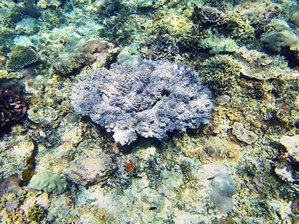 Coral Sea Bali Indonesia — Stock Photo, Image