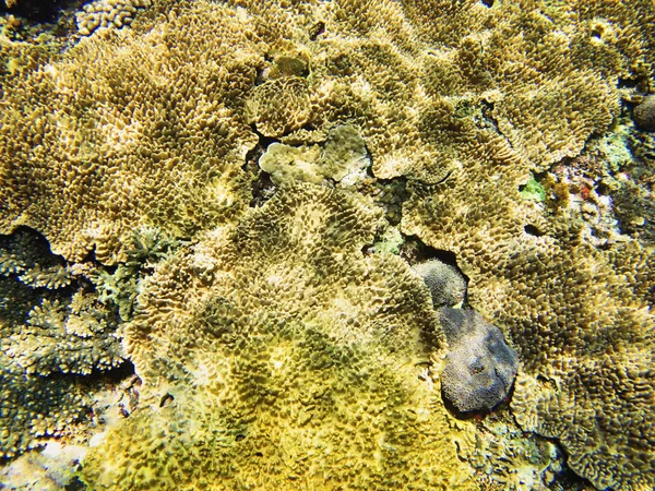 Coral Sea Bali Indonézia — Stock Fotó