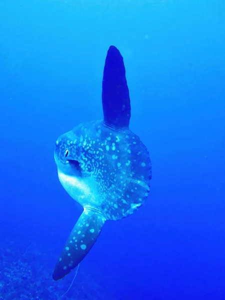 Pez Luna Del Océano Mola Mola Mar Coral Bali Indonesia — Foto de Stock