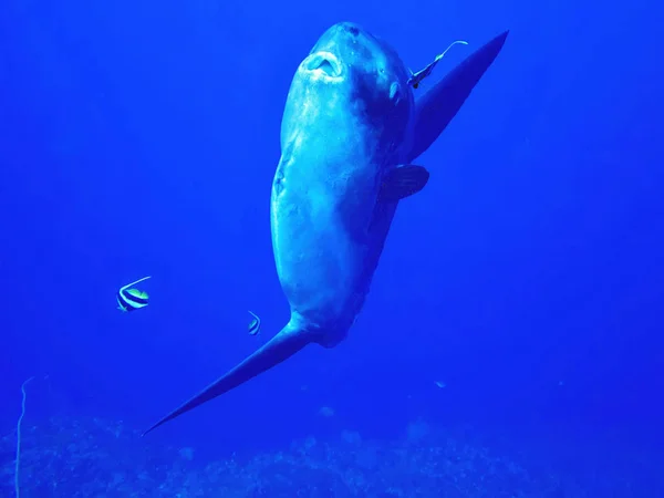 Pez Luna Del Océano Mola Mola Mar Coral Bali Indonesia — Foto de Stock