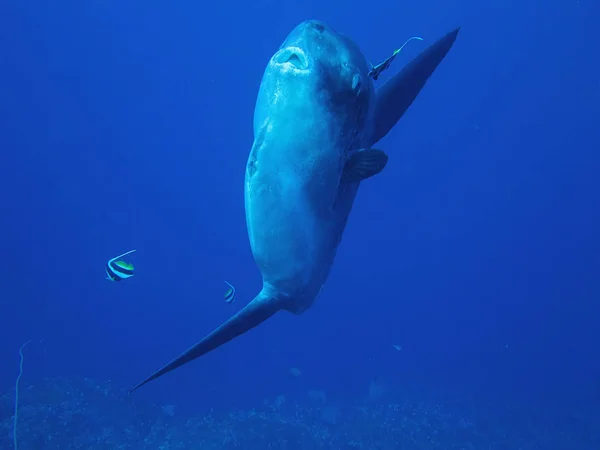 Pez Luna Del Océano Mola Mola Mar Coral Bali Indonesia — Foto de Stock