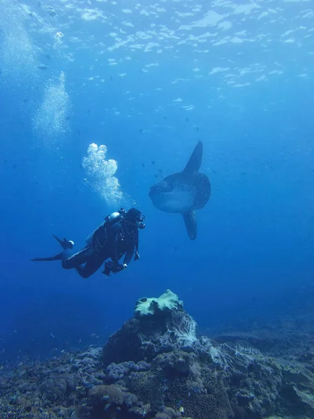 Balığı, Mola mola, Coral Sea, Bali, Endonezya
