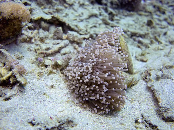 Coral Sea Bali Indonésie — Stock fotografie