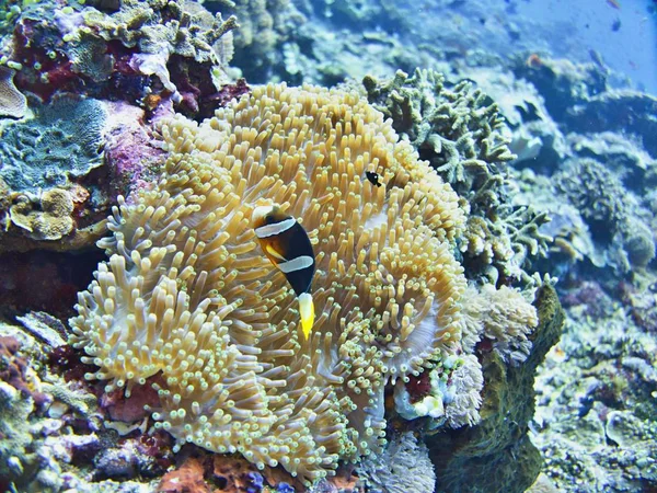 Peixe Arlequim Com Anêmona Mar Coral Bali Indonésia — Fotografia de Stock