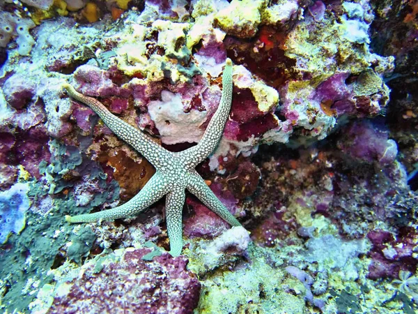 Starfish Coral Sea Bali Indonésia — Fotografia de Stock