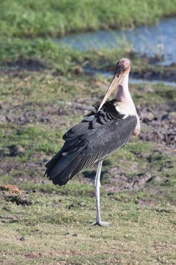 Büyük emir subayı, Leptoptilus crumeniferus, Chobe Ulusal Parkı, Botsvana