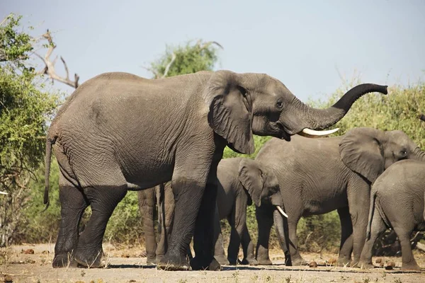 Afrikaanse Olifanten Loxodon Africana Chobe National Park Botswana — Stockfoto