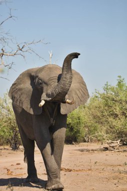 Afrika filleri, Chobe Ulusal Parkı, Botswana Loxodon africana