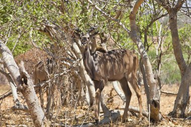 Erkek büyük kudu, yayılım gösterir: strepsiceros Chobe Ulusal Parkı, Botsvana