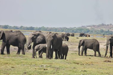 Afrika filleri, Chobe Ulusal Parkı, Botswana Loxodon africana