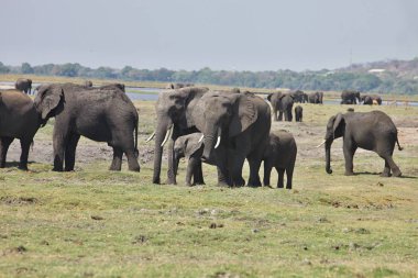 Afrika filleri, Chobe Ulusal Parkı, Botswana Loxodon africana