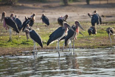 Büyük emir subayı, Leptoptilus crumeniferus, Chobe Ulusal Parkı, Botsvana