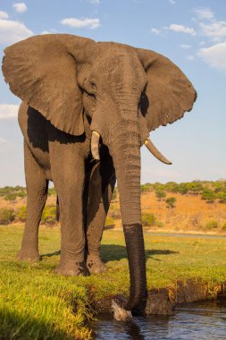 Erkek Afrika fili, Loxodonta africana, Chobe Ulusal Parkı, Botsvana