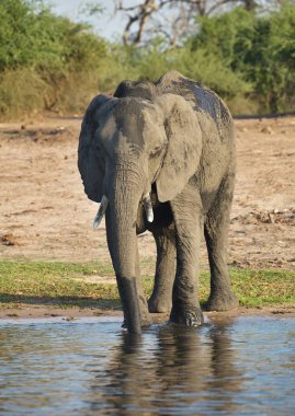 fil Chobe Ulusal Parkı, Botswana'da Loxodonta africana içme
