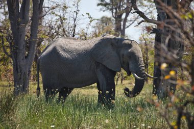 elephant, Loxodonta africana, at the Okawango National Park, Botswana clipart