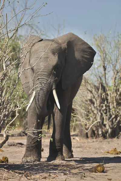 Afrika Filleri Chobe Ulusal Parkı Botswana Loxodon Africana — Stok fotoğraf