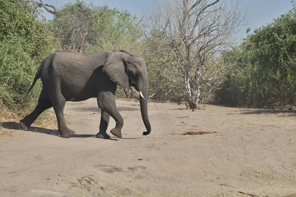 African Elephants Loxodon Africana Chobe National Park Botswana — Stock Photo, Image