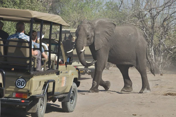 アフリカ象 チョベ国立公園 ボツワナの Loxodon アフリカーナ — ストック写真
