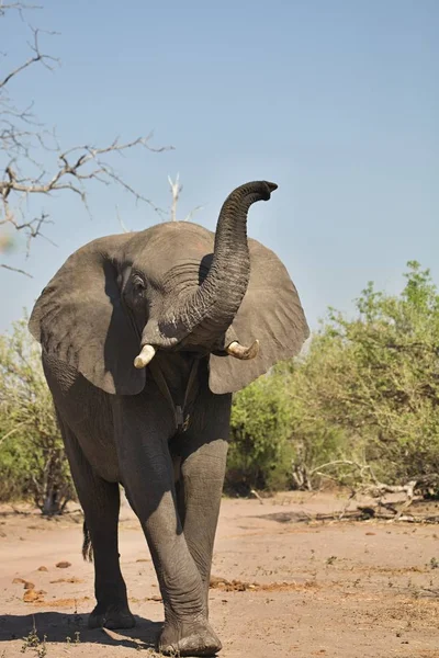 Afrika Filleri Chobe Ulusal Parkı Botswana Loxodon Africana — Stok fotoğraf