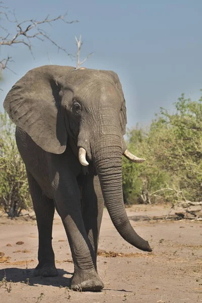 非洲象 Loxodon 基利坎贝尔 在丘比国家公园 博茨瓦纳 — 图库照片
