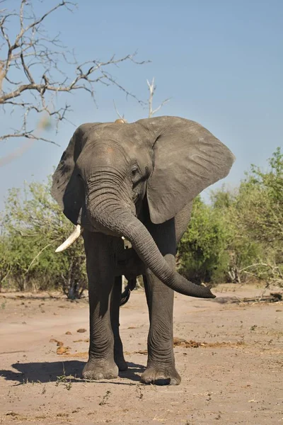 Elefantes Africanos Loxodon Africana Parque Nacional Chobe Botsuana — Fotografia de Stock