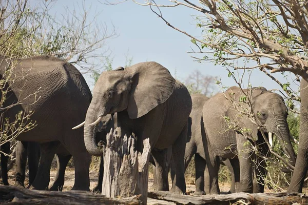 Afrikaanse Olifanten Loxodon Africana Chobe National Park Botswana — Stockfoto