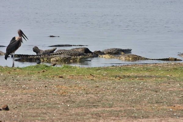 Crocodilos Nilo Festejam Carniça Buffalo Africano Parque Nacional Chobe Botsuana — Fotografia de Stock