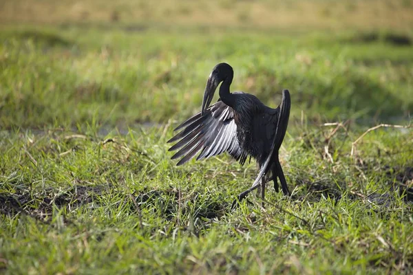 Anastomus Lamelligerus Afrikanischer Riesenschnabel Chobe Nationalpark Botswana — Stockfoto