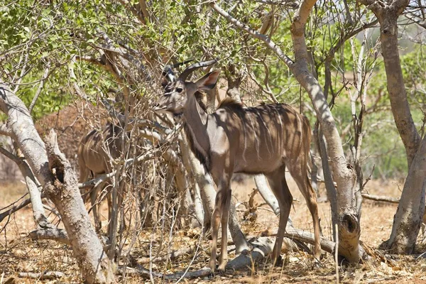 Erkek büyük kudu, yayılım gösterir: strepsiceros Chobe Ulusal Parkı, Botsvana