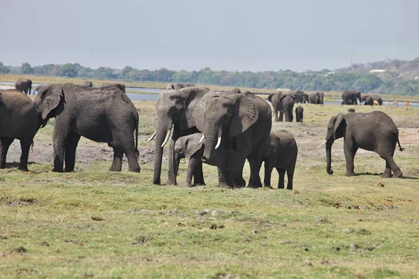 Afrikanische Elefanten Loxodon Africana Chobe Nationalpark Botswana — Stockfoto