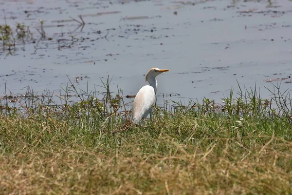 Cattle Egret Bubulcus Ibis Chobe National Park Botswana — Stock Photo, Image