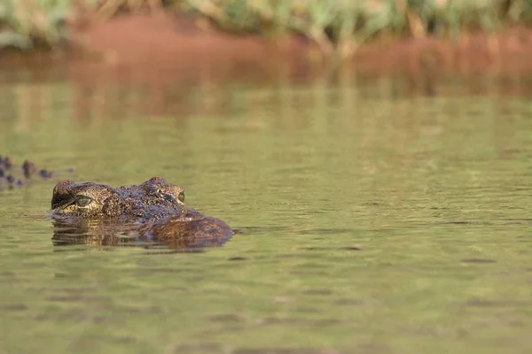 Κροκόδειλος Του Νείλου Crocodylus Niloticus Εθνικού Πάρκου Chobe Μποτσουάνα — Φωτογραφία Αρχείου