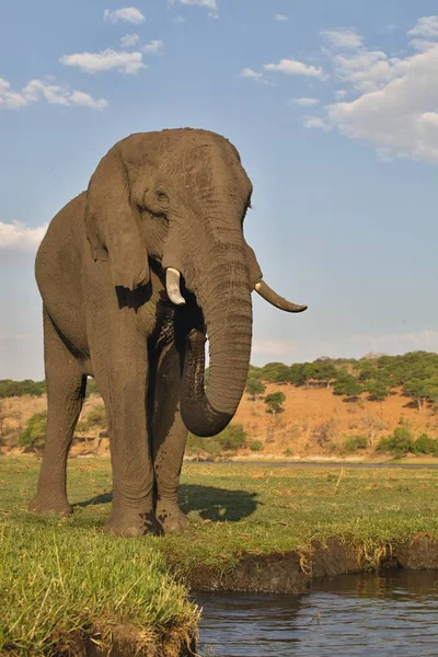 마시는 코끼리 Chobe 보츠와나에서 Loxodonta — 스톡 사진