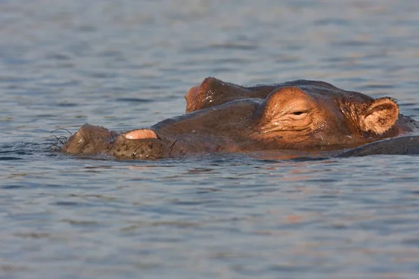 Hippopotamus Hippopotamus Amphibius Parque Nacional Chobe Botswana —  Fotos de Stock
