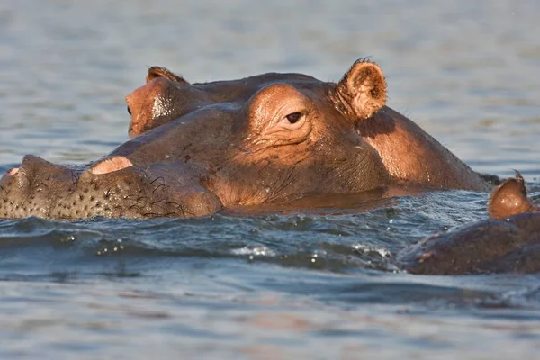 Hippopotamus Hippopotamus Amphibius Parque Nacional Chobe Botsuana — Fotografia de Stock