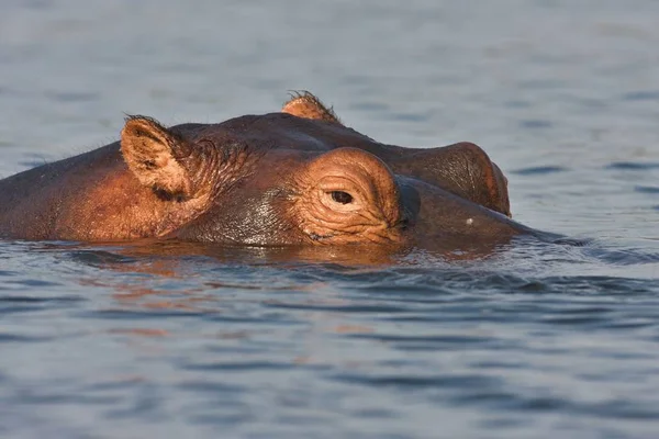 Hroch Hippopotamus Amphibius Národním Parku Chobe Botswana — Stock fotografie