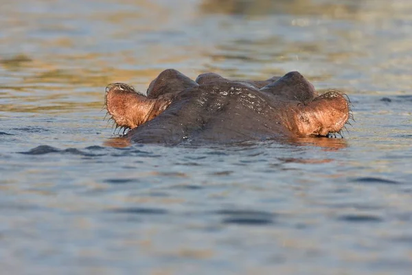 Hippopotamus Hippopotamus Amphibius Parque Nacional Chobe Botswana —  Fotos de Stock