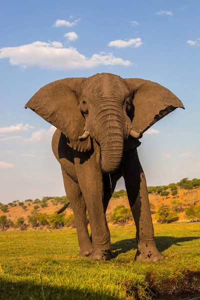 Elefante Africano Macho Loxodonta Africana Chobe National Park Botsuana — Fotografia de Stock