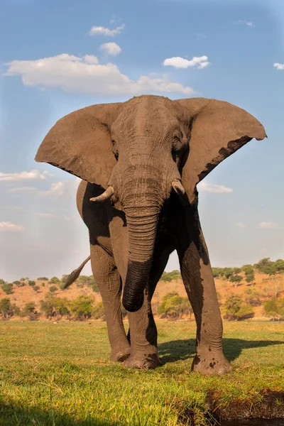 Férfi Afrikai Elefánt Loxodonta Africana Chobe Nemzeti Park Botswana — Stock Fotó