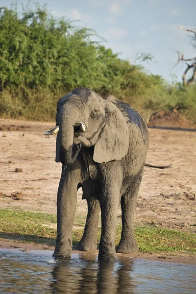 Πόσιμο Ελέφαντας Africana Loxodonta Εθνικού Πάρκου Chobe Μποτσουάνα — Φωτογραφία Αρχείου