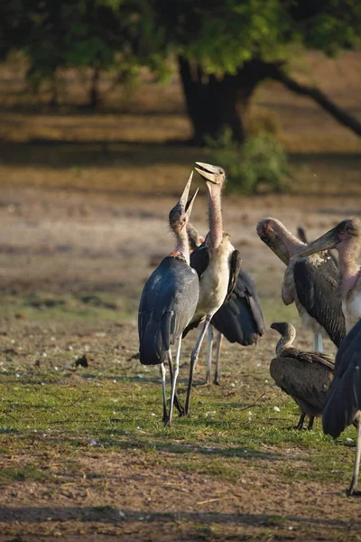 Großer Adjutant Leptoptilus Crumeniferus Chobe Nationalpark Botswana — Stockfoto